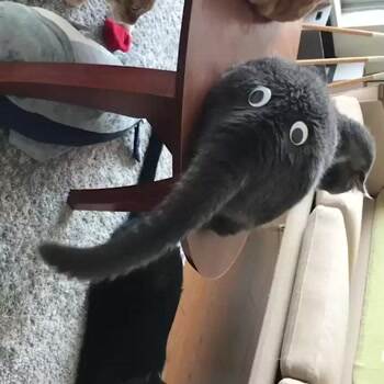 What big eyes you have
