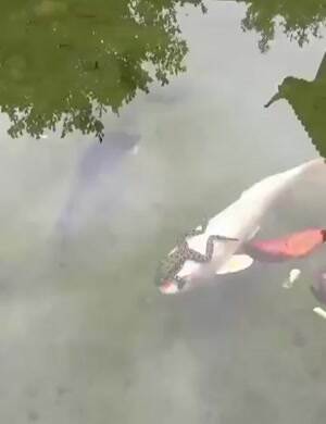 Frog taking a fish for a ride
