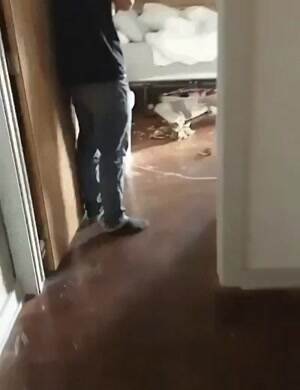 It was the cat