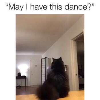 May I have this dance