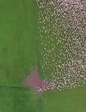 Sheep flock from above