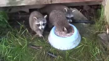The happiest Racoon ever