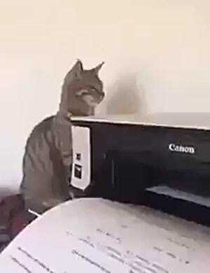 I think this cat is broken