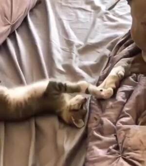 Giving kitty a bath