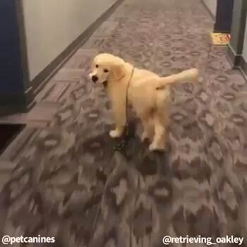 Follow me human