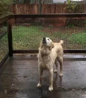 This rain is delicious