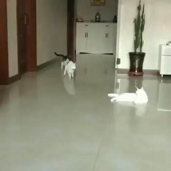 Matrix cats in slow motion