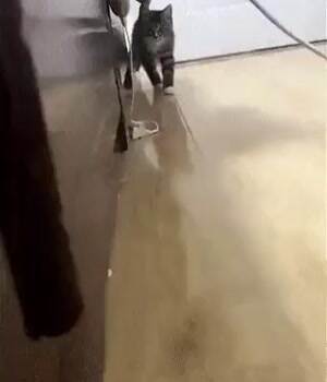 This is a ninja that gets scared