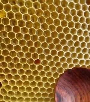 Getting some honey