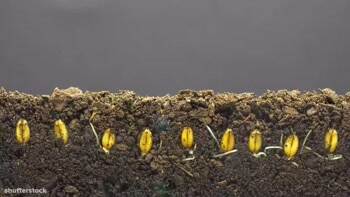 Time lapse seeds growing