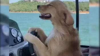 Hey guys why is a dog driving that boat