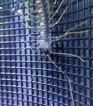 House centipede moulting its exoskeleton