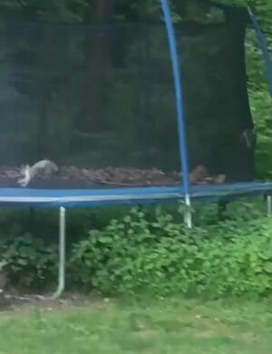 A cat trampoline party