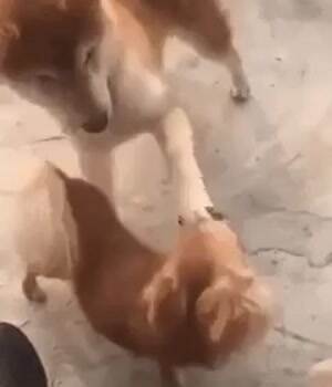 The inner deamon comes out