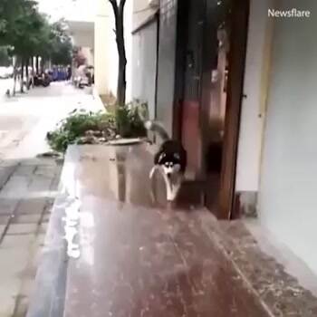 The ice skating doggo