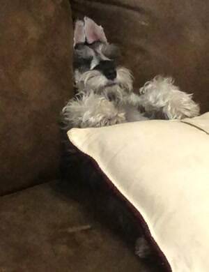 The most relaxed dog in the world