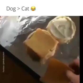 Dogs vs Cats