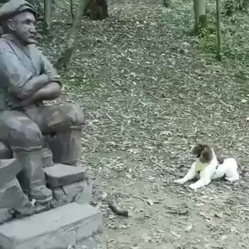 Doggo wants to play