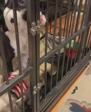 An escape artist