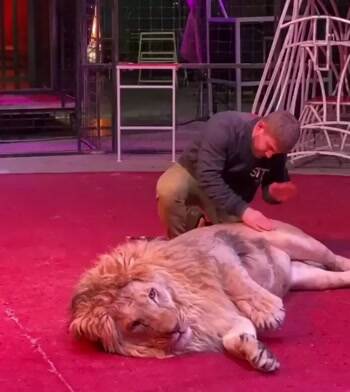 This guy has a death wish