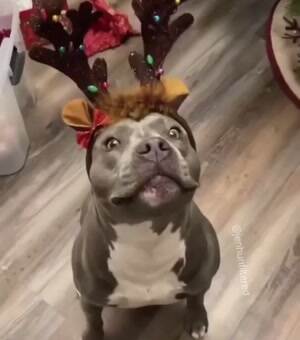 I am a reindeer now