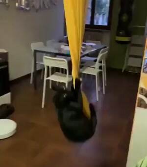 Swing Swing