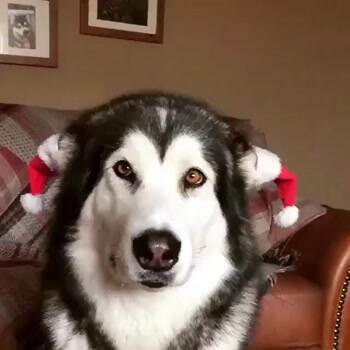 This dog loves when you say Santa