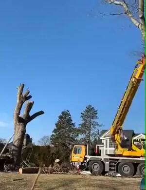 Putting the tree back where it was