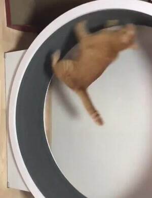 This cat loves to be on the run
