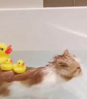 Rubber ducky your the one
