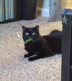 That is a weird chompin cat