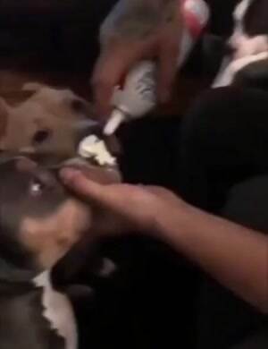 Who wants some whipped cream