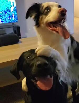 These cute puppers get along real good