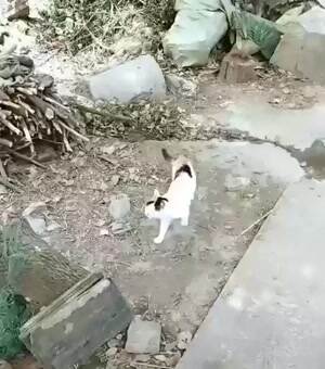 Momma cat just doing her job