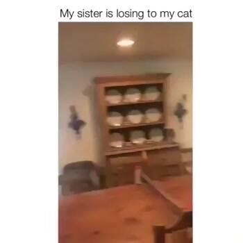 Hard to beat the cat