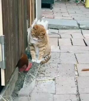 I will boop you