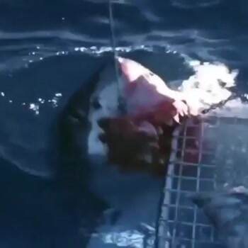Feeding the sharks