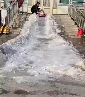 Sledding dogs