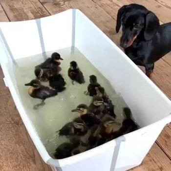 Look at these duckies