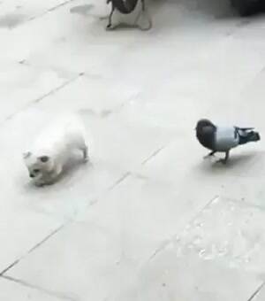 get over here bird
