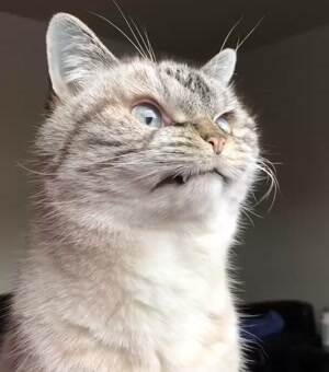 The grumpiest cat ever