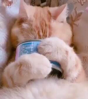 That is a happy cat