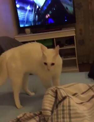 This cat is broken