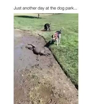 A day at the dog park