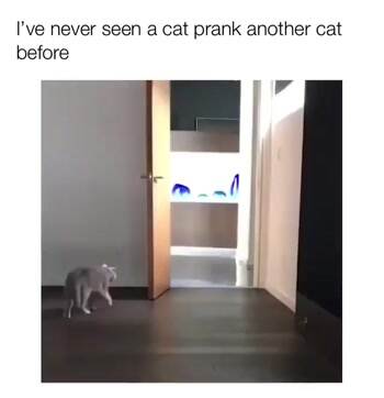 Ever see a cat prank another cat