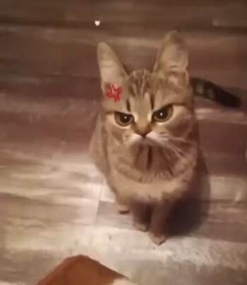 This is a fun cat