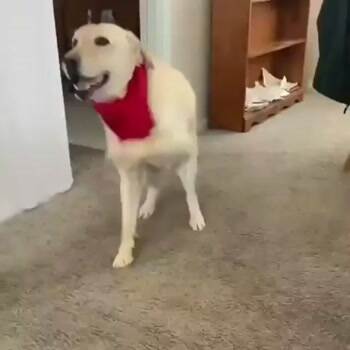 The dancing dog wants some treats