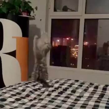 Who is that punk in the window