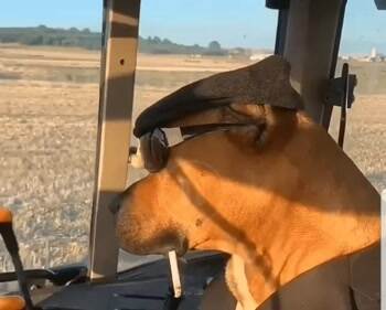 Farmer dog