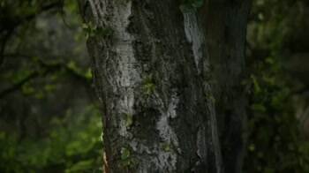 A good way to start thinking about nature